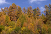 20061027_160356 Bosco autunnale.jpg